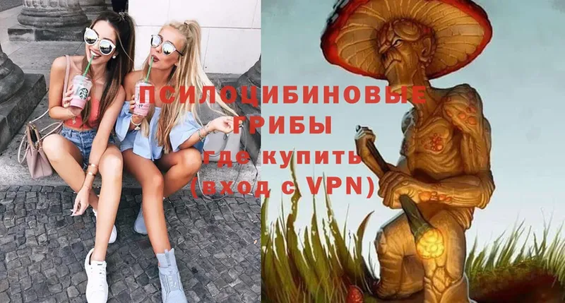 darknet Telegram  Армавир  Галлюциногенные грибы Psilocybe 